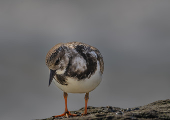 oiseaux endemique du Yucatan 