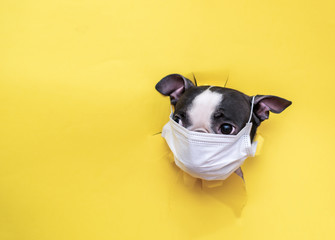 The head of a Boston Terrier dog in a medical mask peeks out of a torn yellow paper. Concept of coronavirus and pandemic