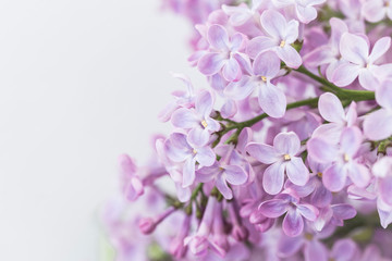 Branches of blossoming pink lilac on white background