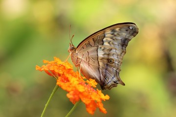 butterfly on a flower