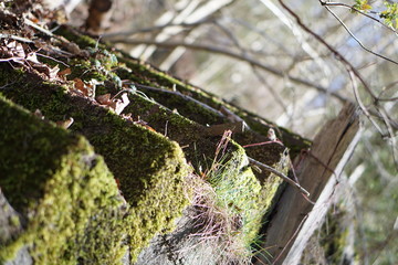 lizard on a tree