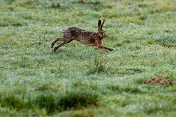 A wild brown hare on a meadow © hecke71