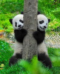 Fototapety  Cute twin giant panda bears holding tree