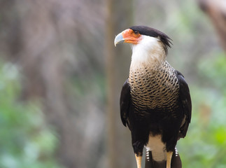 eagle portrait in the zoo