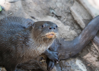 otter portrait in the water