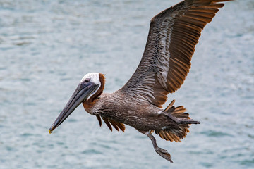 Brown Pelican off the Sunshine Sky Bridge in St Petersburg Florida.