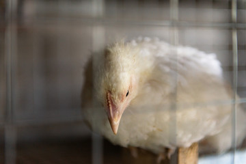 A chicken grows in a cage. Household, chicken. Close-up of poultry.