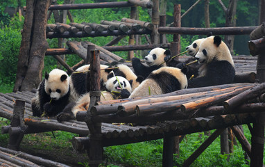 Cute giant panda bears eating bamboo together - 340680342