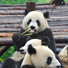 Cute giant panda bear eating bamboo