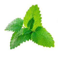 Fresh Lemon balm (Melissa officinalis) leaves isolated on a white background. Mint, peppermint...