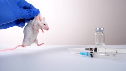 A scientist in blue gloves holding white abino lab laboratory mouse by scruff in order to conduct an experiment and test vaccine