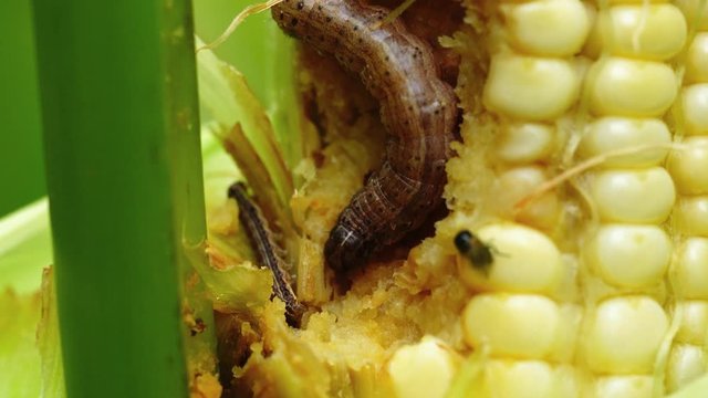 Fall armyworm can be one of the more difficult insect pests to control in field corn.