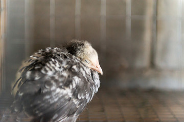 A chicken grows in a cage. Household, chicken. Close-up of poultry.