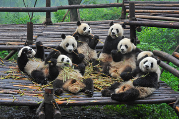 Cute giant panda bears eating bamboo together