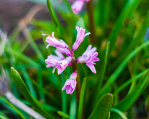 Cattleya in the garden 
