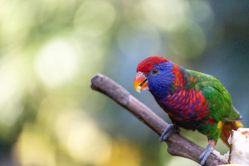Lory Hong Kong