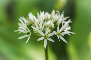 Wood garlic blossom
