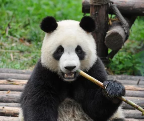 Gardinen Panda Cute giant panda bear eating bamboo  © wusuowei