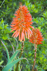 Egzotyczny kwiat w Republice Południowej Afryki