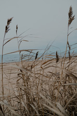 Obraz premium Bulrush on the beach