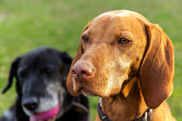 The head of the Hungarian hound female. Hungarian dog Vizsla on meadow. Pet. Dog's eyes.