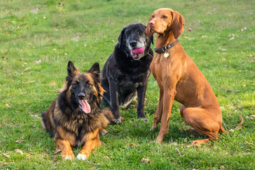 Three dogs lying on meadow. Dog rest. Waiting for feeding. Different breeds of dogs. Pets. Dog's eyes.