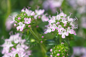 Kräuter Thymian
