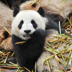Fototapeta premium Cute giant panda bear eating bamboo