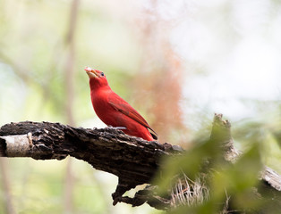cardinal on a tree branch