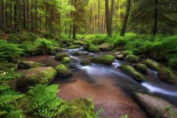 stream in the forest