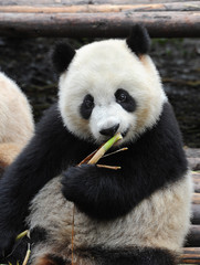 Obraz premium Cute giant panda bear eating bamboo
