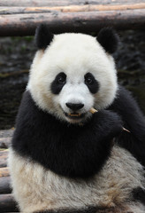 Obraz na płótnie Canvas Cute giant panda bear eating bamboo