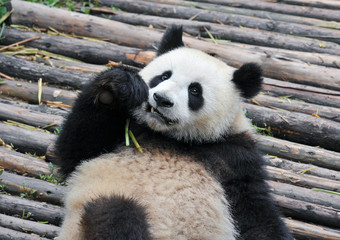 Obraz premium Cute giant panda bear eating bamboo