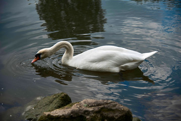 Naklejka premium Schwan bei der Nahrungssuche