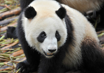 Cute giant panda bear staring