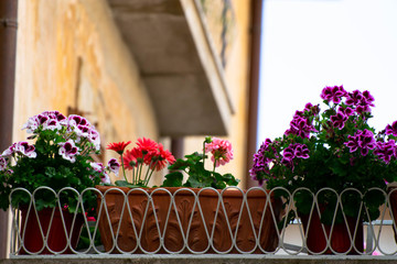 Fototapeta na wymiar Different colored flowers on a balcony in a small town in Italy