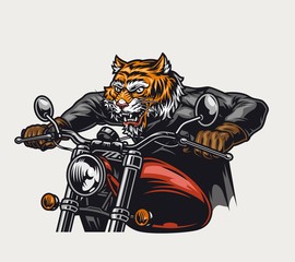 Angry tiger head biker riding motorcycle