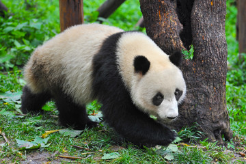 Obraz premium Cute giant panda bear walking
