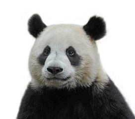 Cute giant panda bear isolated on white background