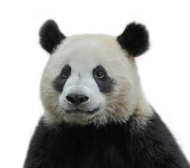 Cute giant panda bear isolated on white background © wusuowei