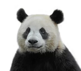 Gardinen Panda Netter riesiger Pandabär lokalisiert auf weißem Hintergrund  © wusuowei