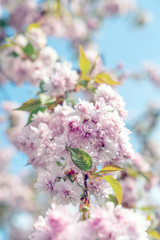 Kirschblühten, Frühling