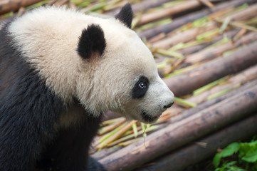 Fototapeta premium Cute giant panda bear