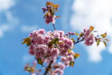 Kirschblühten, Frühling