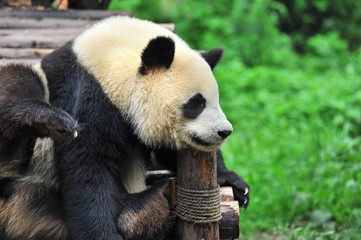 Fototapeta premium Cute giant panda bear