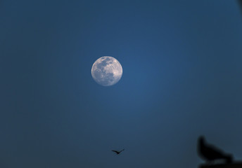 Bird under the moon
