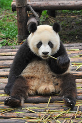 Obraz premium Cute giant panda bear