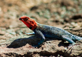 Lizard on the rock in Masai Mara
