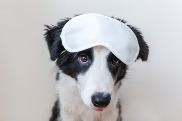 Do not disturb me, let me sleep. Funny cute smilling puppy dog border collie with sleeping eye mask isolated on white background. Rest, good night, siesta, insomnia, relaxation, tired, travel concept.