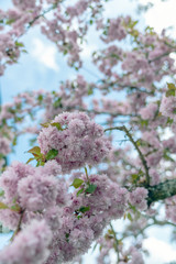Fototapeta premium Kirschblühten, Frühling